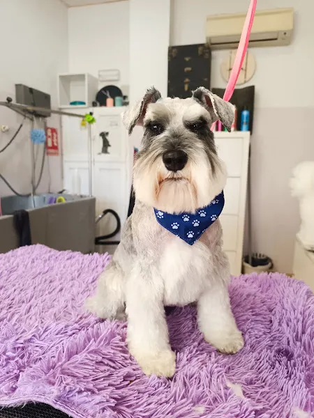 Peluquería Canina y Felina Xurican